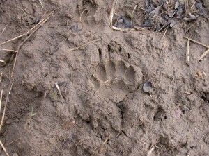 Badger print