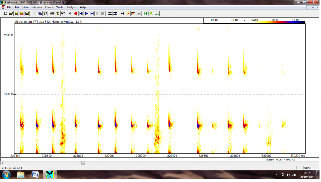 Common pipistrelle sonogram