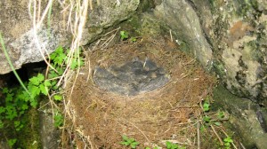 Dipper chicks