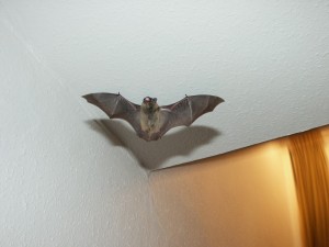 Flying Bat 010