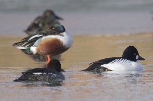 Golden eye and Shoveler