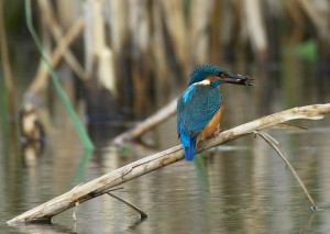 Kingfisher