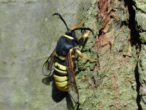 Lunar Hornet Clearwing