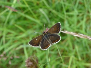 Northern Brown Argus