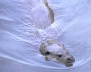 Otter in water