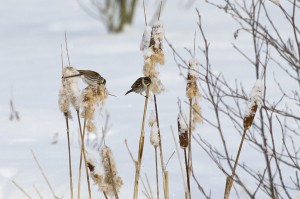 Reed Bunting