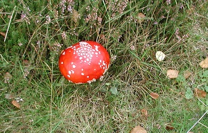 Resized mushroom