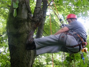 Tree climbing 2