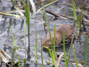 Water vole in water