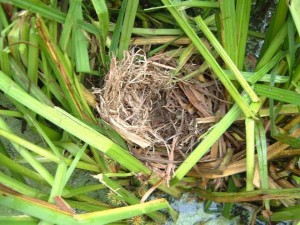 Water vole nest (inner 2)