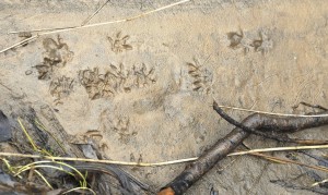 Watervole prints