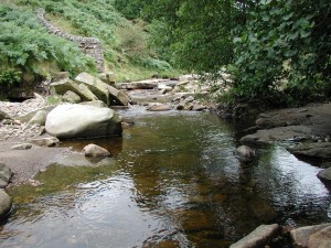 White clawed crayfish stream