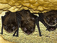 myotis2