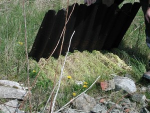 reptile refugia lifted