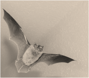 bat flight background